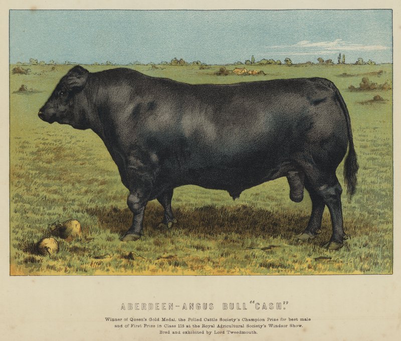 Aberdeen-Angus-sonni "Cash" (värilitografia) tekijältä English School