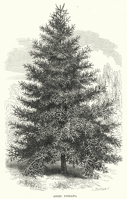 Abies Pinsapo (kaiverrus) tekijältä English School