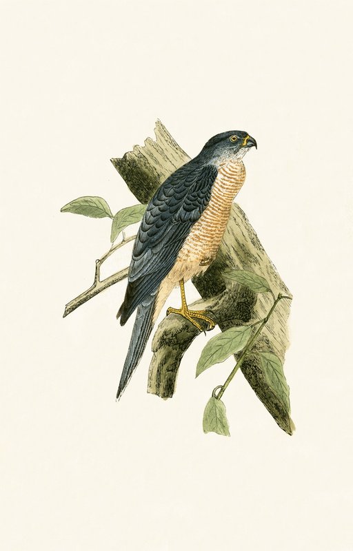 Accipiter Sphenurus, kuvitus Charles Robert Breen (1811-86) teoksesta 