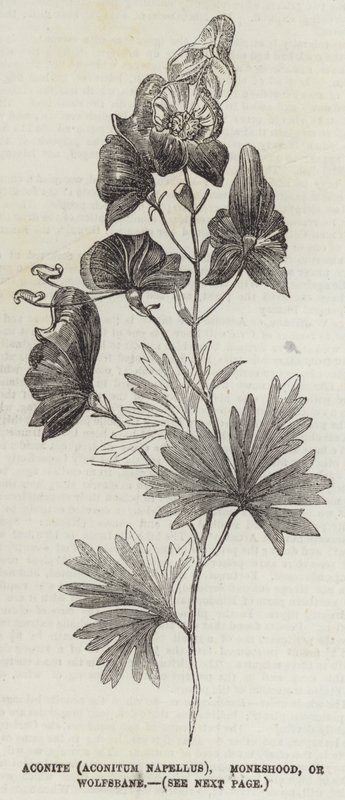 Akoniitti (Aconitum Napellus), Monkshood tai Wolfsbane (kaiverrus) tekijältä English School