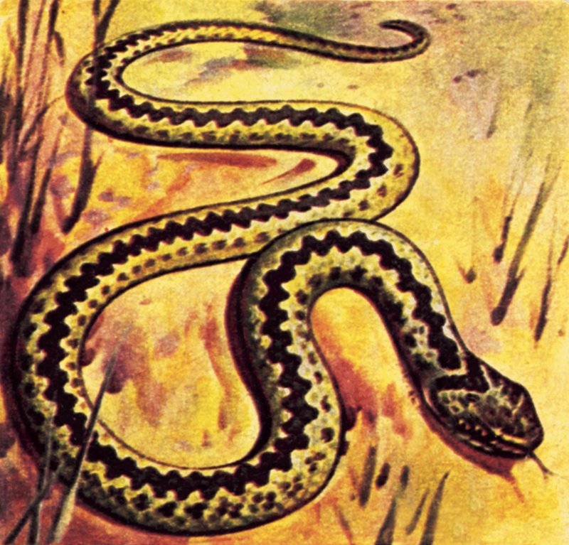 Adder tekijältä English School