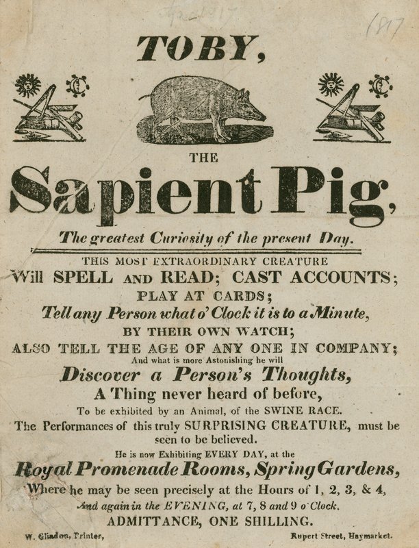 Toby the Sapient Pig -mainos, nykypäivän suurin uteliaisuus tekijältä English School
