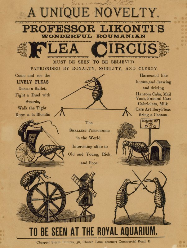 Professori Likontiksen mainos Wonderful Romanian Flea Circus tekijältä English School