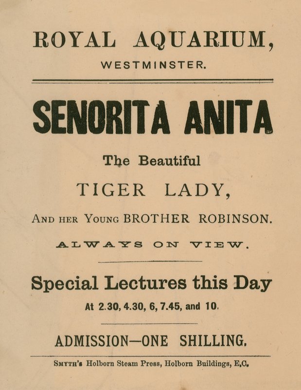 Senorita Anitan mainos tekijältä English School