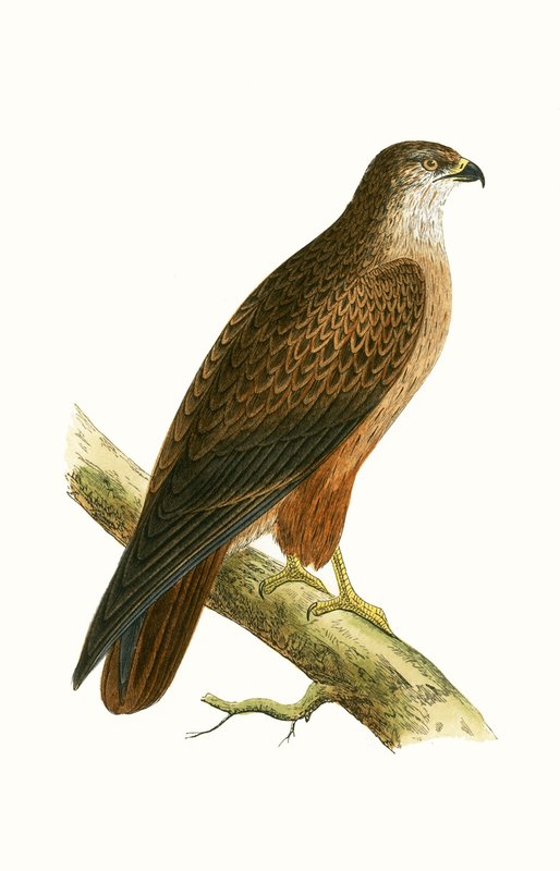 Afrikkalainen hiirihaukka, kuvitus Charles Robert Breen (1811-86) teoksesta "A History of the Birds of the Birds of the British Islands", julkaistu 1867 tekijältä English School