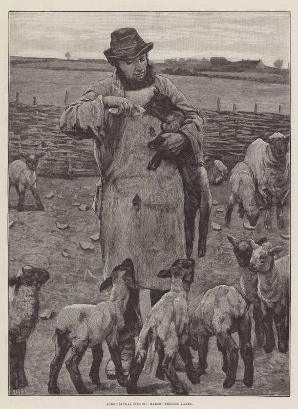Agricultural Scenes, maaliskuu, karitsojen ruokinta (kaiverrus) tekijältä English School