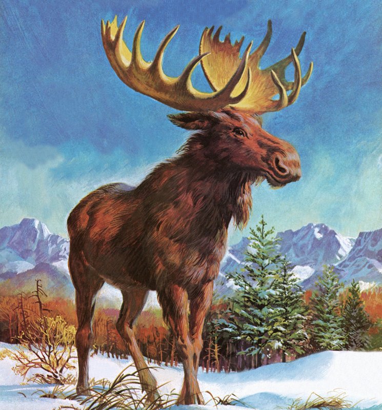 Alaskan mahtava hirvi tekijältä English School