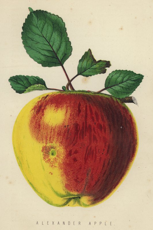 Aleksanteri Apple tekijältä English School