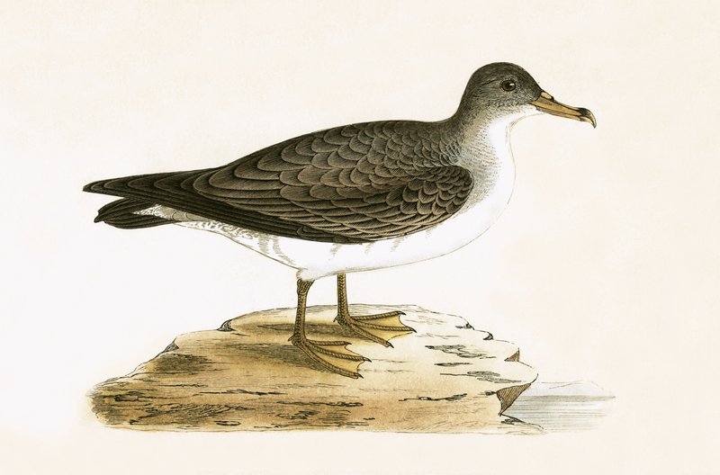Algerian Cinereous Shearwater, kuvitus Charles Robert Breen (1811-86) teoksesta "A History of the Birds of Europe Not Observed in the British Isles", julkaistu 1867. tekijältä English School