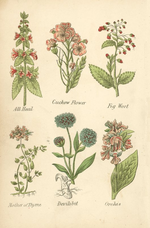 All Heal, Cuckow Flower, Fig Wort, Mother of Thyme, Devilsbit, Orchis (värilitro). tekijältä English School