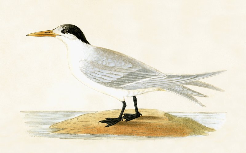 Allied Tiir, kuvitus Charles Robert Breen (1811-86) teoksesta "A History of the Birds of the Birds of the British Isles", julkaistu 1867 tekijältä English School