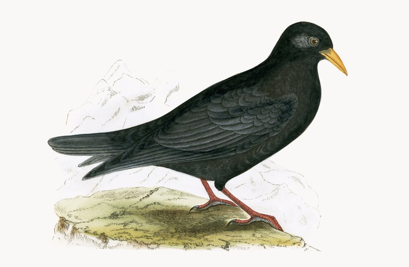 Alpine Chough, kuvitus Charles Robert Breen (1811-86) teoksesta "A History of the Birds of the Birds of the British Islands", julkaistu 1867 tekijältä English School