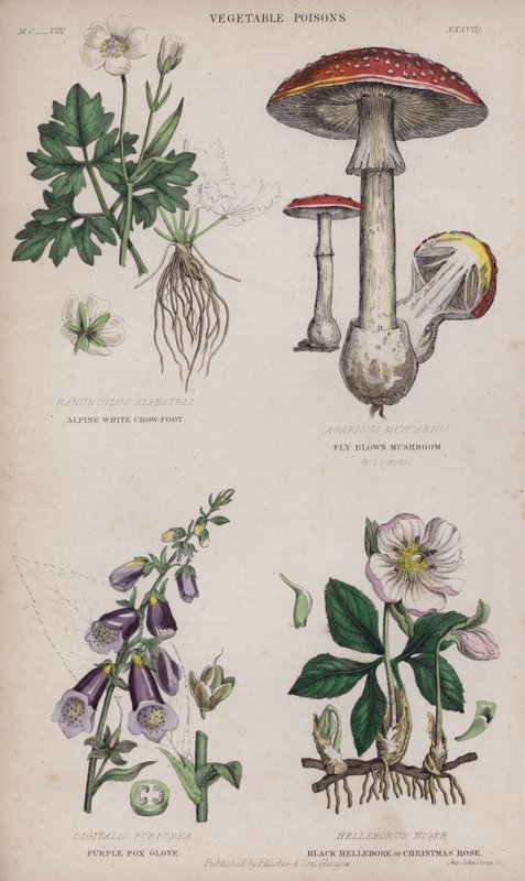 Alpine valkoinen varisjalka; lentää ruskea sieni; Purple Fox Glove; Musta hellebore tai jouluruusu (värillinen kaiverrus) tekijältä English School