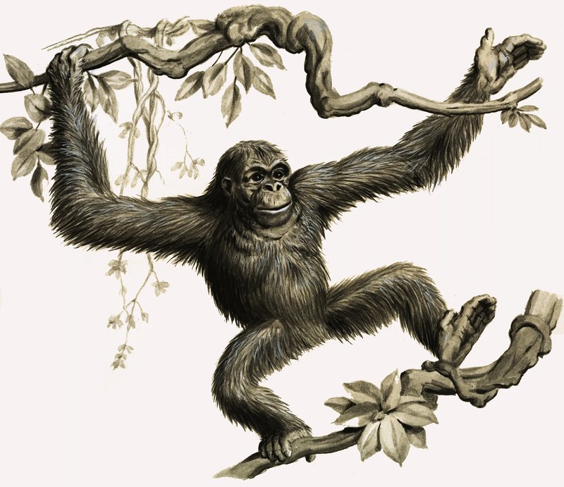 Orang-utan tekijältä English School