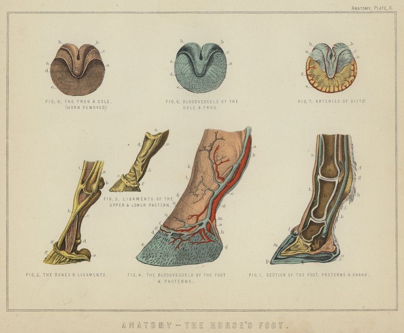 Anatomia, hevosen jalka (väri litho) tekijältä English School