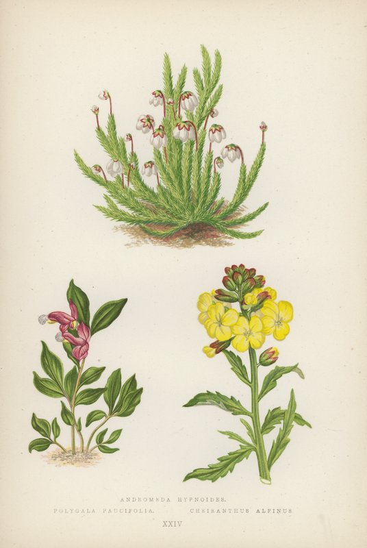 Andromeda hypnoides; Polygala Paucifolia; Cheiranthus Alpinus (väri litografia). tekijältä English School