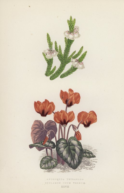 Andromeda Tetragona; Cyclamen Coum Vernum (värilitra) tekijältä English School