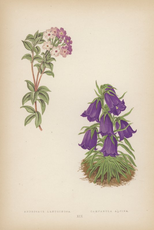 Androsace Lanuginosa; Campanula Alpina (väri litossa) tekijältä English School