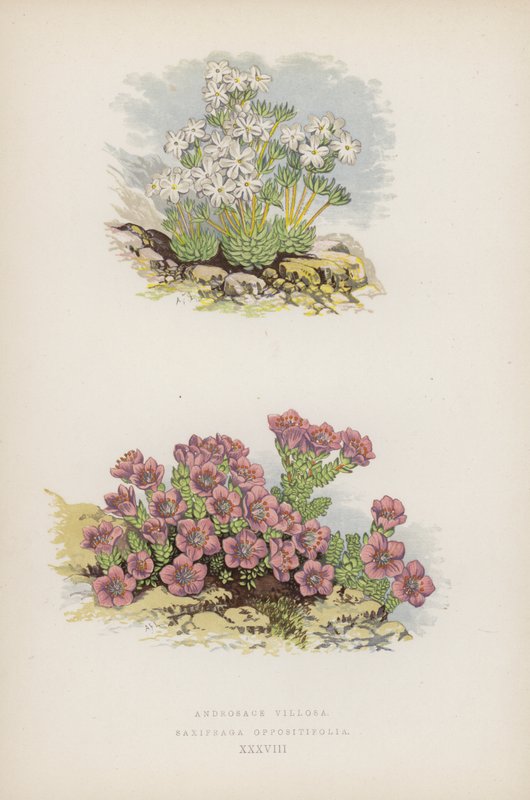 Androsace Villosa; Saxifraga Oppositefolia (väri litho) tekijältä English School