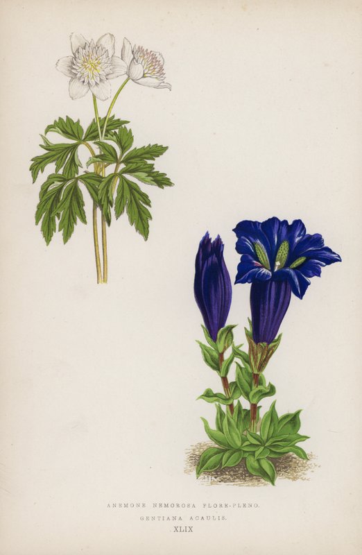 Anemone Nemorosa täydessä kukassa; Gentiana Acaulis (väri litho) tekijältä English School