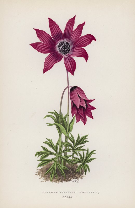 Anemone Stellata, Hortensis (värilitro) tekijältä English School