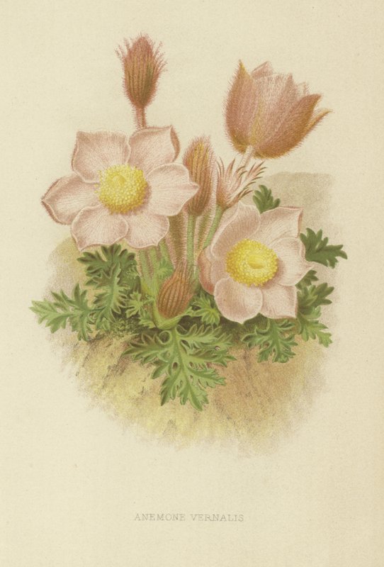 Anemone vernalis tekijältä English School