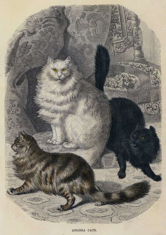 Angora Cats (värillinen kaiverrus) tekijältä English School