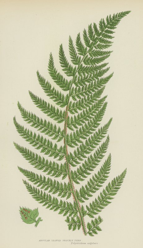 Angular Leaved Prickly Fern (väri litho) tekijältä English School