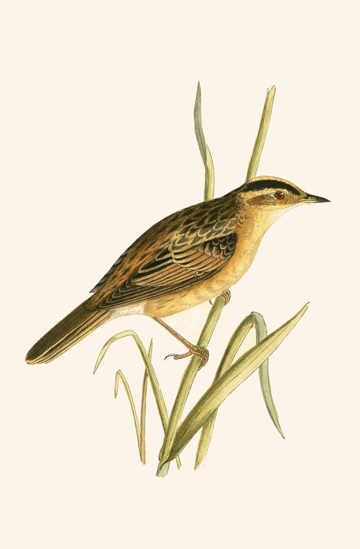 Aquatic Warbler, kuvitus Charles Robert Breen (1811-86) teoksesta "Euroopan lintujen historia, joita ei havaittu Brittein saarilla", julkaistu 1867 tekijältä English School