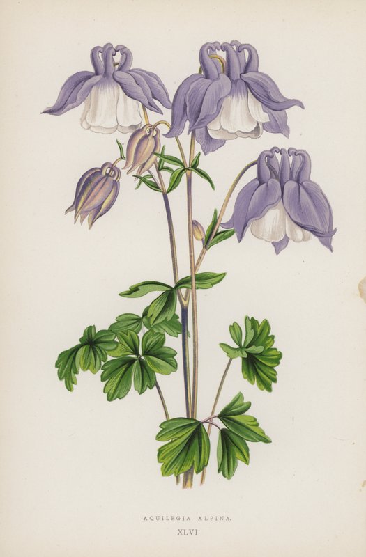 Aquilegia Alpina (väri litho) tekijältä English School