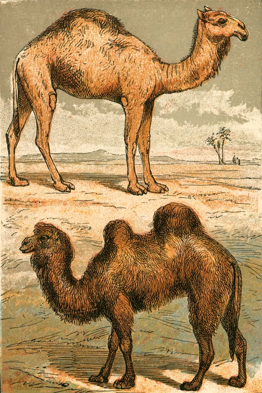 Arabian Camel ja Bactrian Camel tekijältä English School