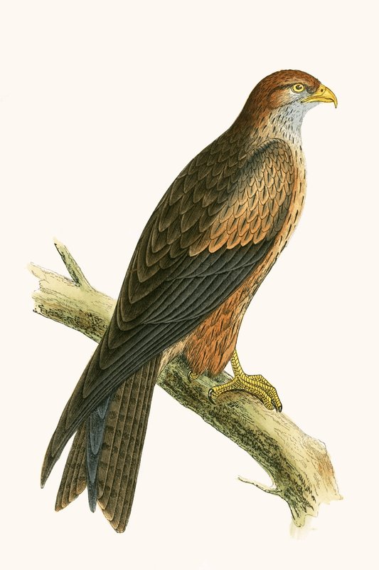 Arabian Kite, kuvitus Charles Robert Breen (1811-86) teoksesta 