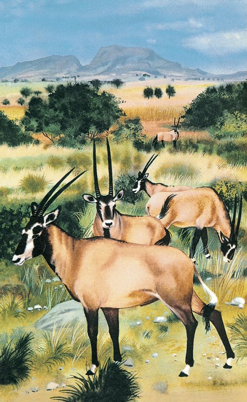 Arabian oryx tekijältä English School
