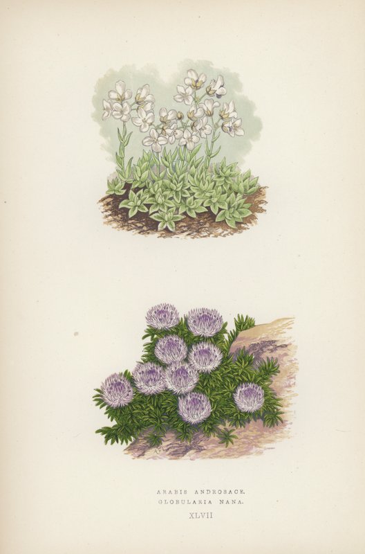 Arabis Androsace; Globularia Nana (väri lito) tekijältä English School