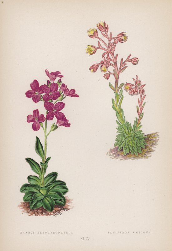Arabis; Saxifraga Ambigua (väri litho) tekijältä English School