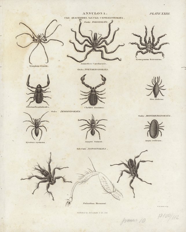 Arachnids tekijältä English School