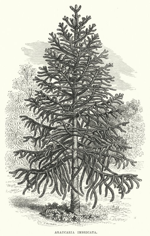 Araucaria Imbricata (kaiverrus) tekijältä English School