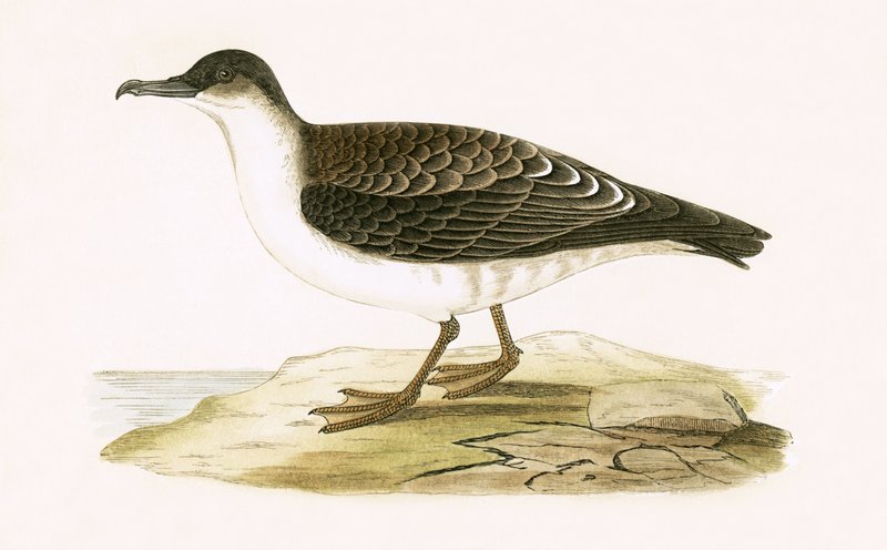 Arctic Cinereous Shearwater, kuvitus Charles Robert Breen (1811-86) teoksesta "A History of the Birds of the Birds of the British Isles", julkaistu 1867 (värilitho) tekijältä English School