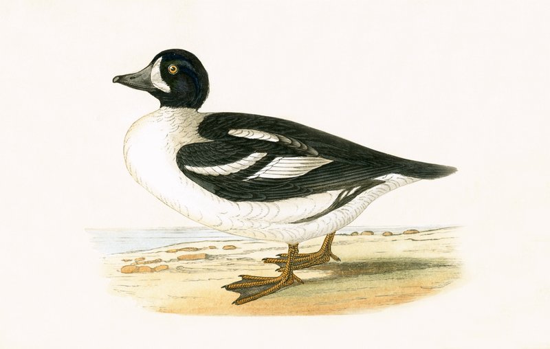 Arctic Garrot, kuvitus Charles Robert Breen (1811-86) teoksesta "A History of the Birds of the Birds of the British Islands", julkaistu 1867 tekijältä English School