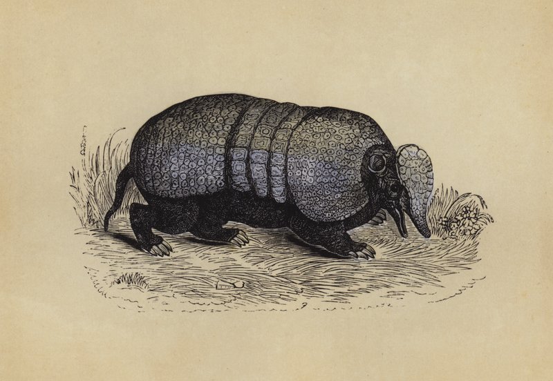 Armadillo (värilitro) tekijältä English School