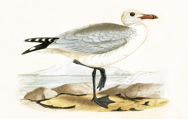 Audouinin lokki, kuvitus Charles Robert Breen (1811-86) teoksesta "A History of the Birds of the Birds of the British Islands", julkaistu 1867 tekijältä English School
