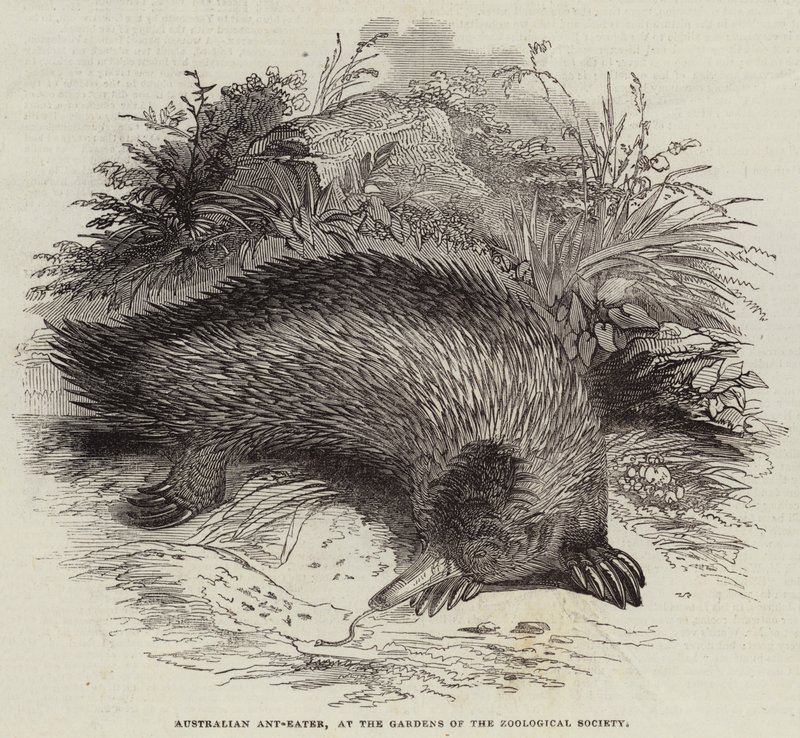 Australian Ant-Eater, Gardens of the Zoological Society (kaiverrus) tekijältä English School
