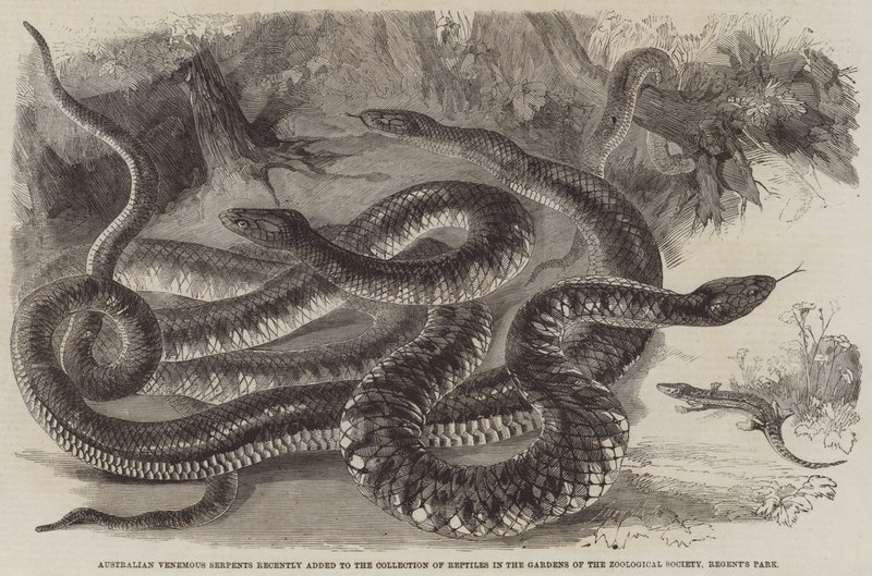Australian venemous Serpents lisättiin äskettäin Regent