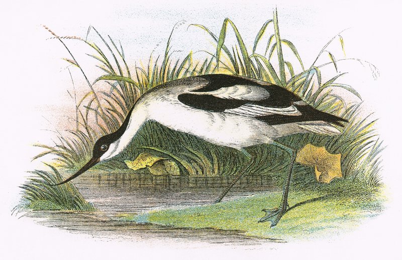 Avocet tekijältä English School