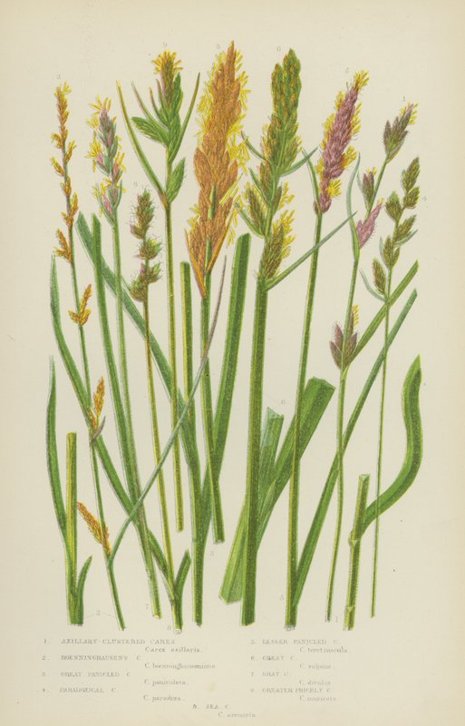 Aksillary-Clustered Carex, Boenninghausen