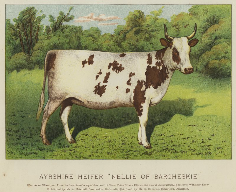 Ayrshire Hiifer "Nellie of Barcheskie" (väri litho) tekijältä English School