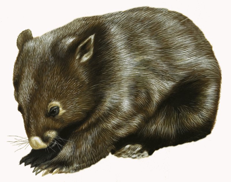 Vauva Possum tekijältä English School