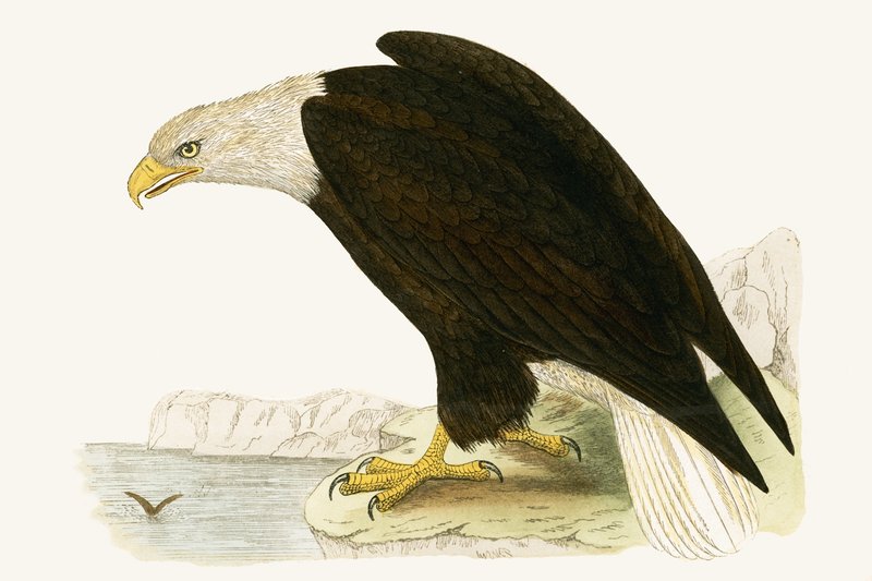 Bald Eagle, kuvitus Charles Robert Breen (1811-86) teoksesta "Euroopan lintujen historia, joita ei havaittu Brittein saarilla", julkaistu 1867 tekijältä English School