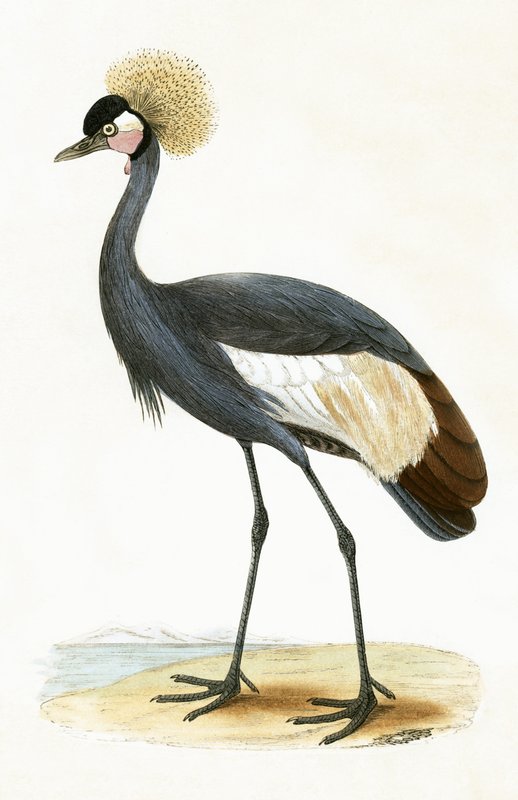 Baleaarikurkku, kuvitus Charles Robert Breen (1811-86) teoksesta "Euroopan lintujen historia, joita ei havaittu Brittein saarilla", julkaistu 1867 tekijältä English School