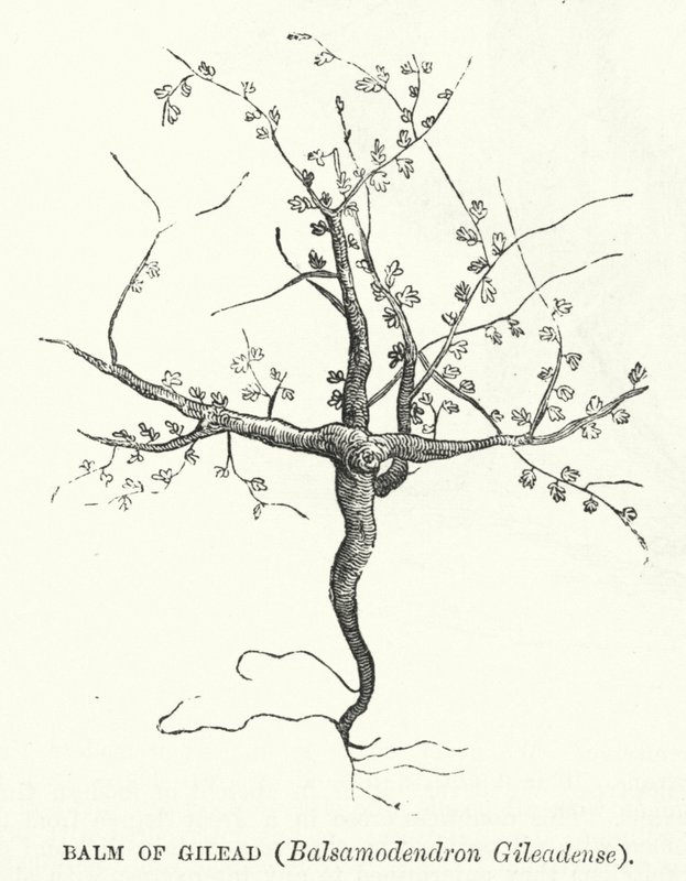 Balm of Gilead, Balsamodendron Gileadense (kaiverrus) tekijältä English School